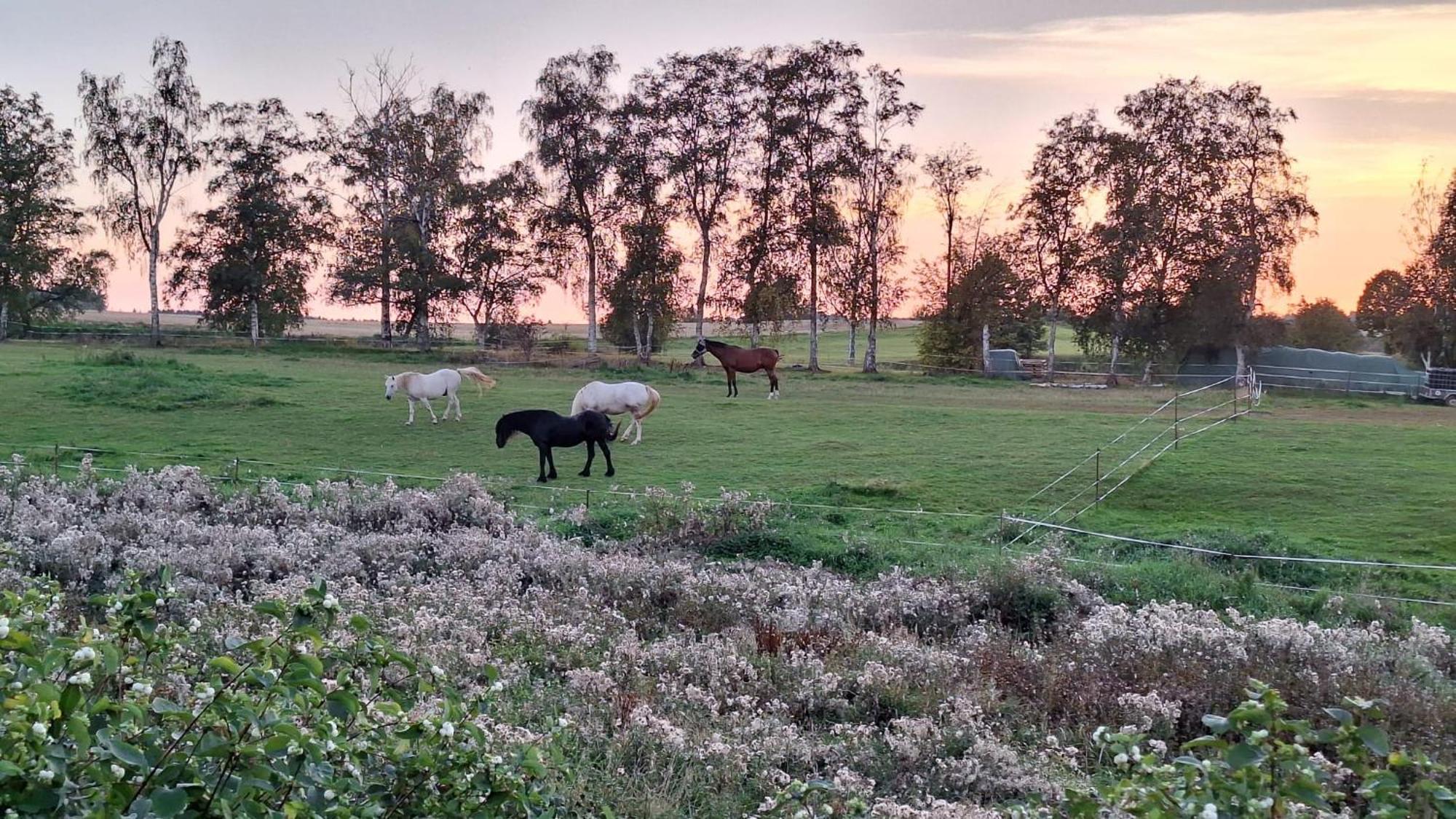 Js Feriendomizile Haus Abendrot Villa Hasselfelde Buitenkant foto
